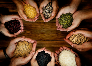 different kinds of seeds on hand