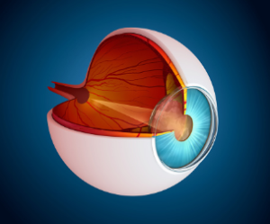 retina